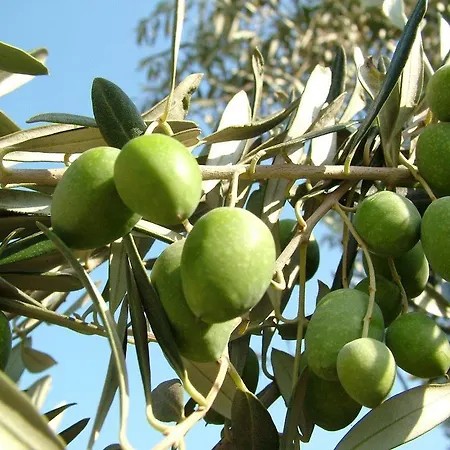 Feriehus Turpino House