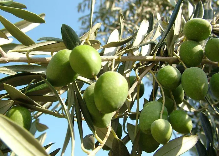 別荘 Turpino House